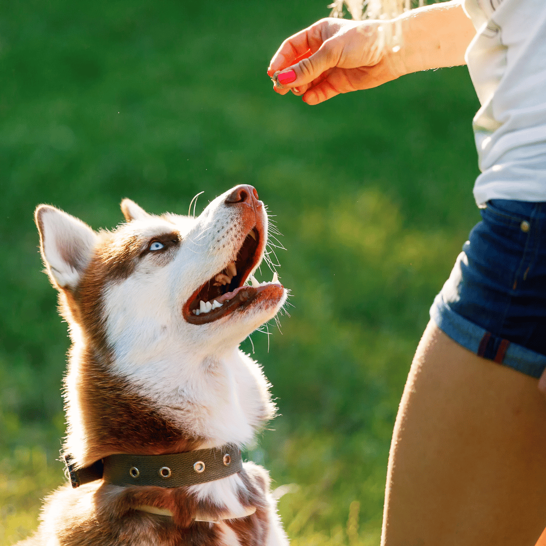 a dog getting a treat from a dog trainer