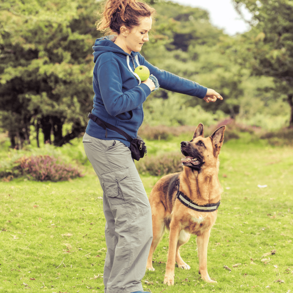 a dog being trained