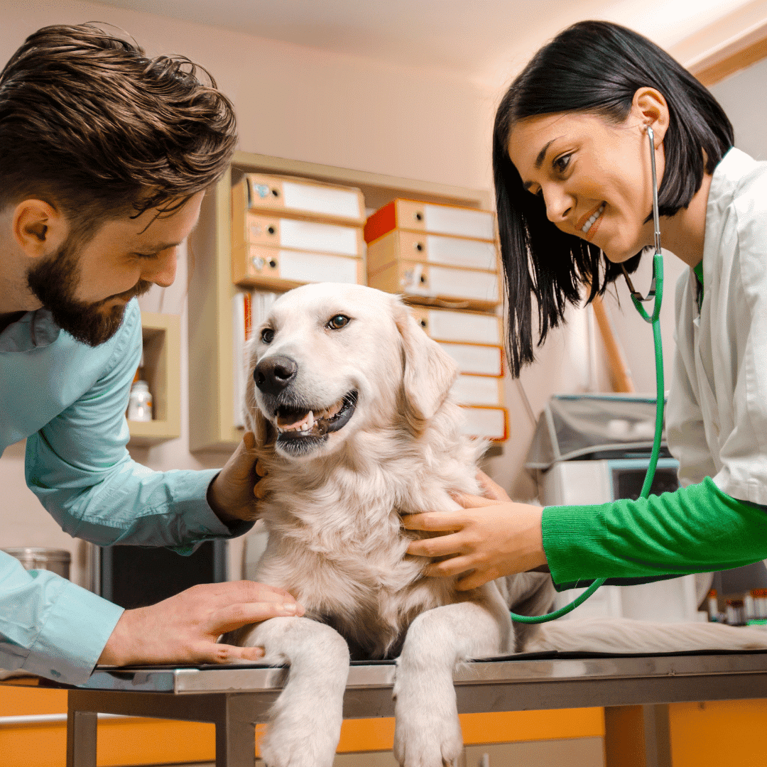 a vet with a patient and their dog on the exam table