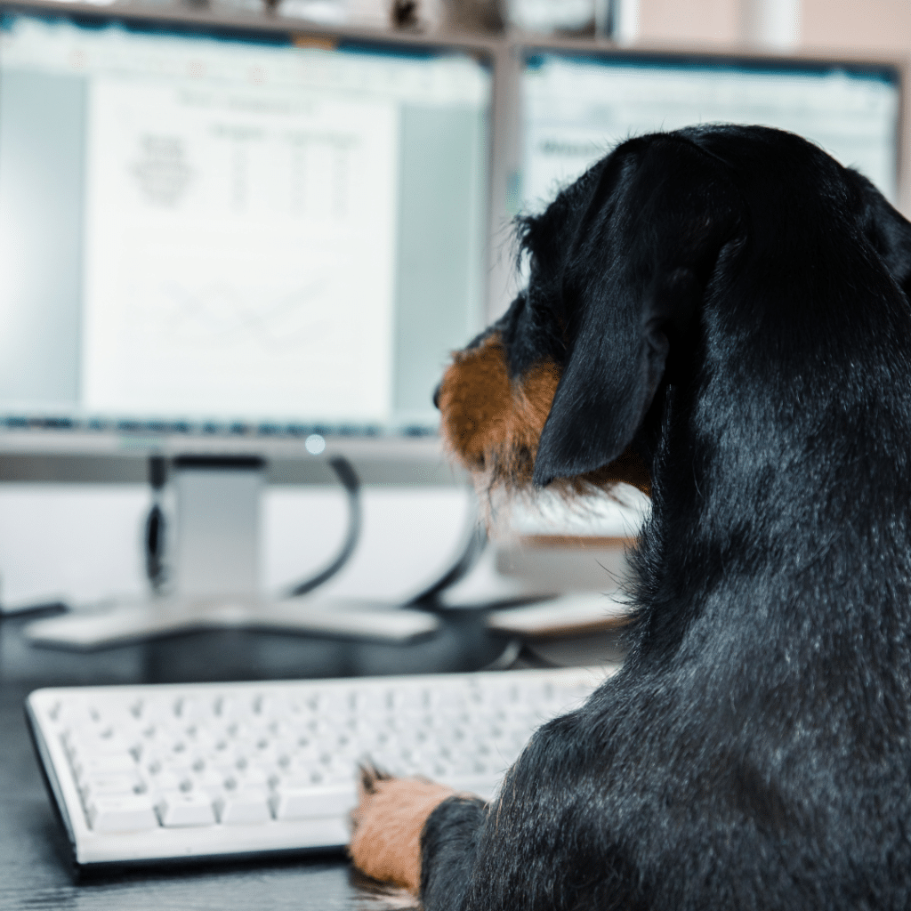 dog looking at computer monitor