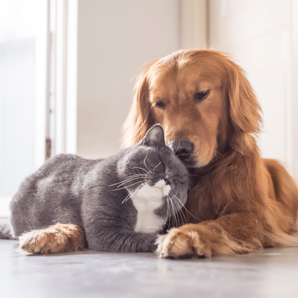 dog and cat snuggling